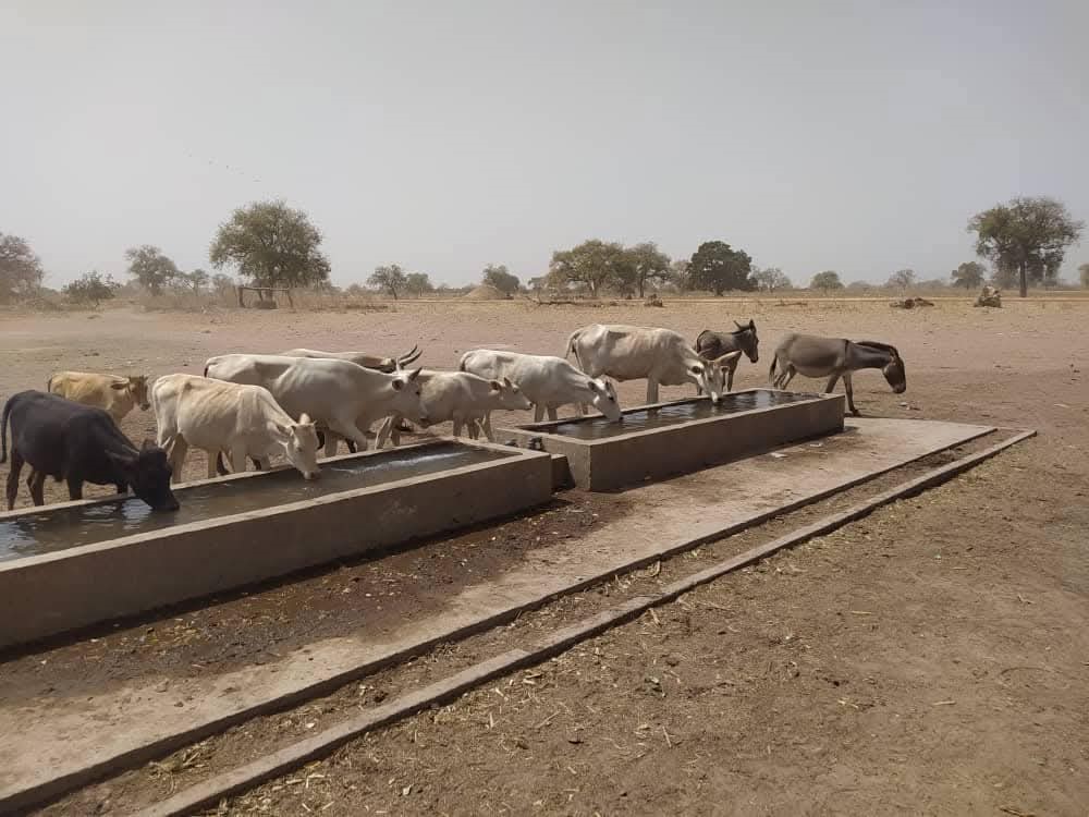 Small Ruminant Production Enhancement Project Delivers Watering Facilities to 20 Communities